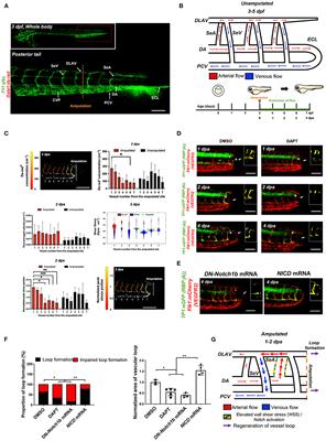 Vascular Injury in the Zebrafish Tail Modulates Blood Flow and Peak Wall Shear Stress to Restore Embryonic Circular Network